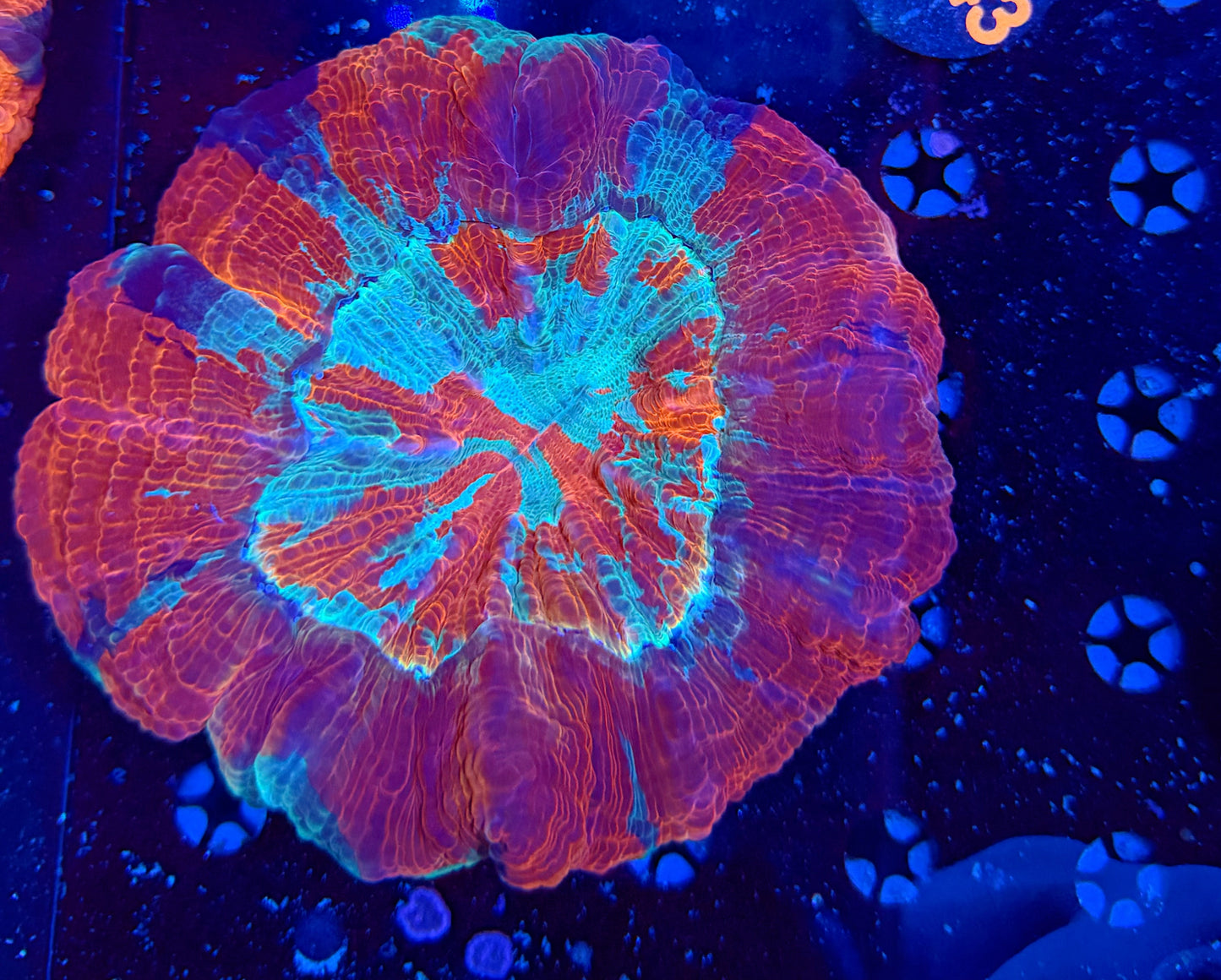 Premium rainbow acantho