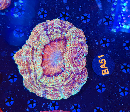Premium rainbow acantho-BA51