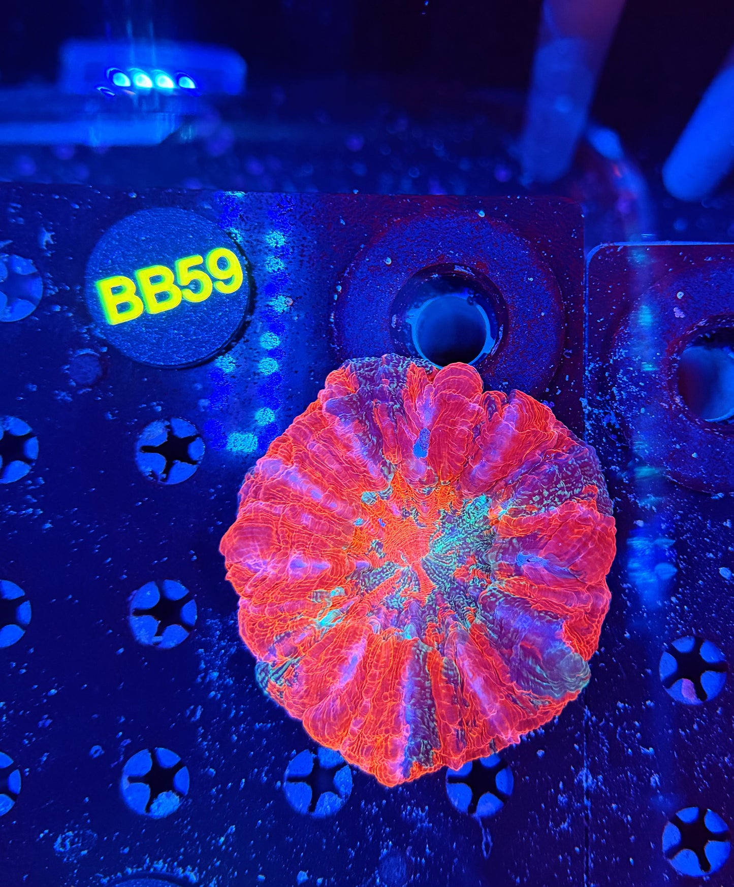 Premium rainbow acantho-BB59