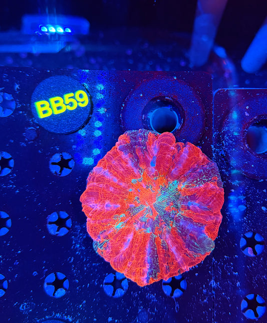 Premium rainbow acantho-BB59