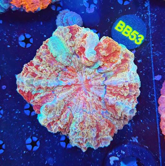 Premium rainbow acantho-BB53