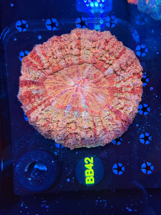 Premium rainbow acantho-BB42