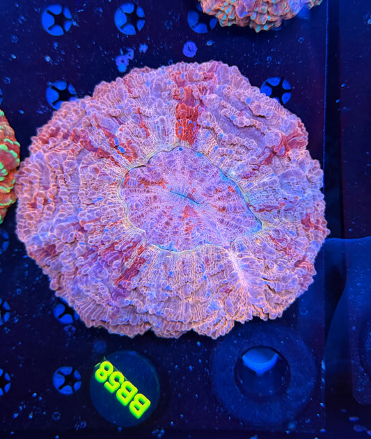 Premium rainbow acantho-BB58