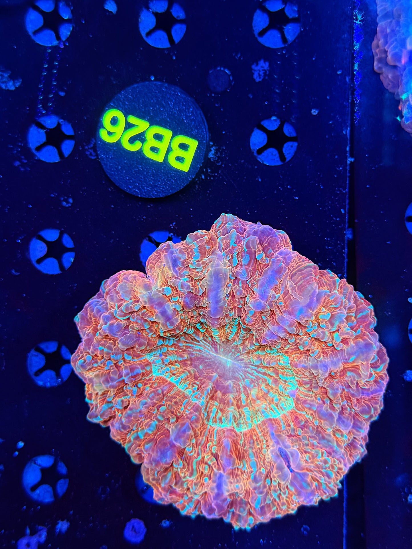 Premium rainbow acantho-BB26
