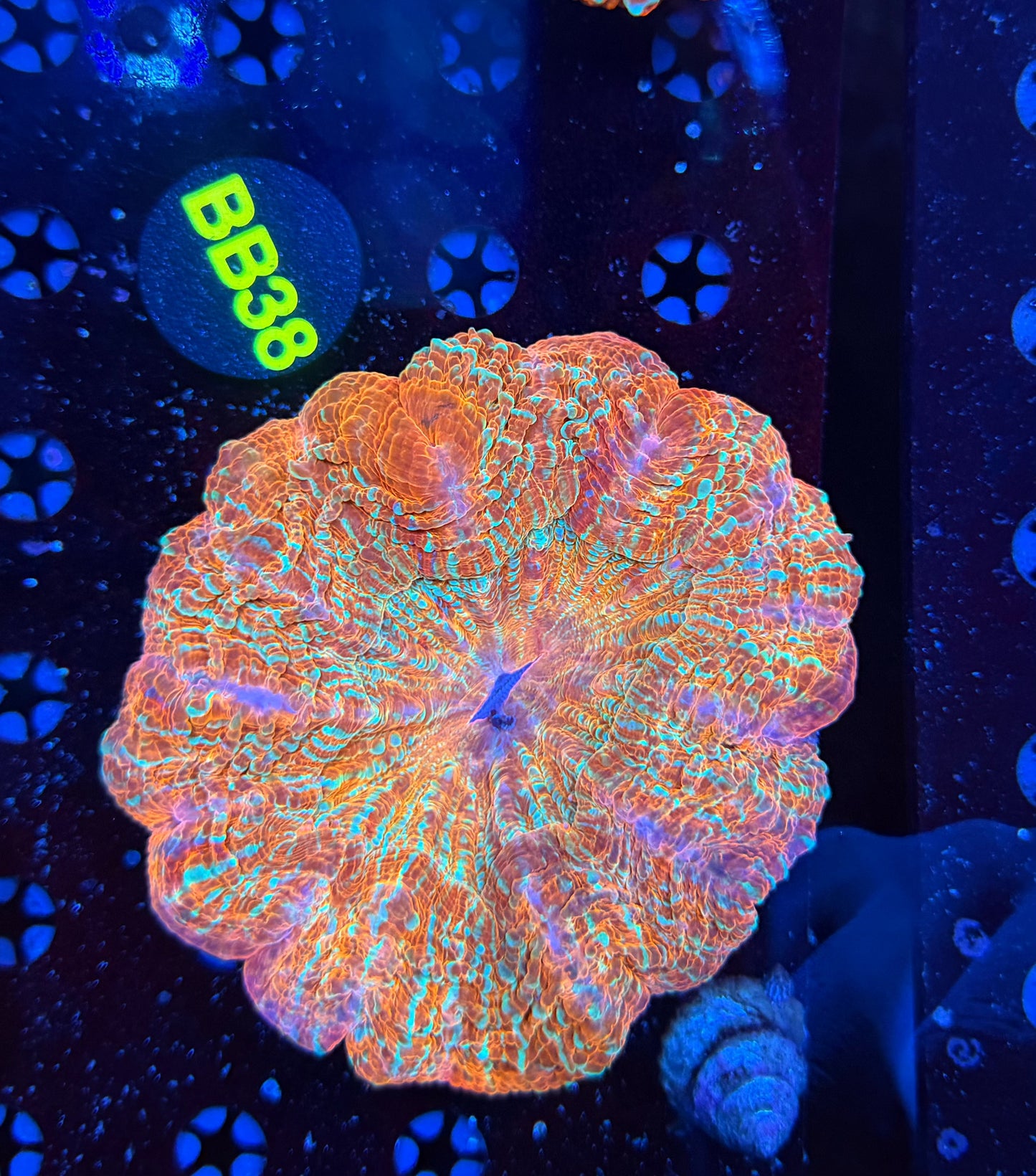 Premium rainbow acantho-BB38