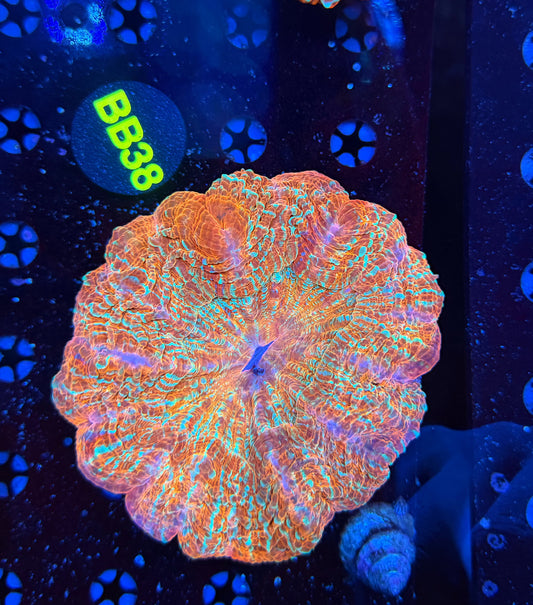 Premium rainbow acantho-BB38