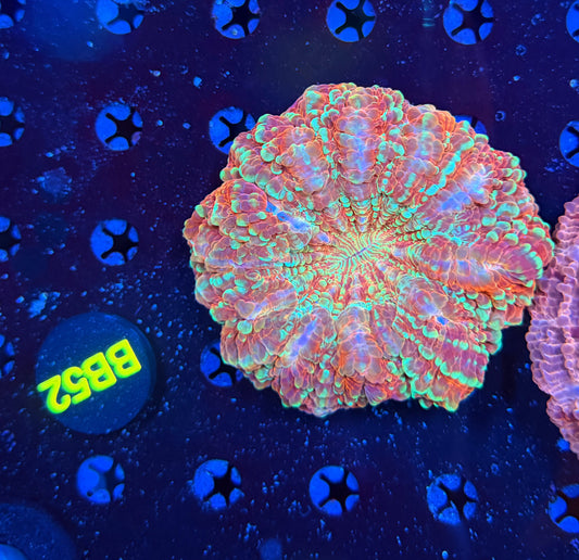Premium rainbow acantho-BB52