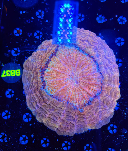 Premium rainbow acantho -BB37