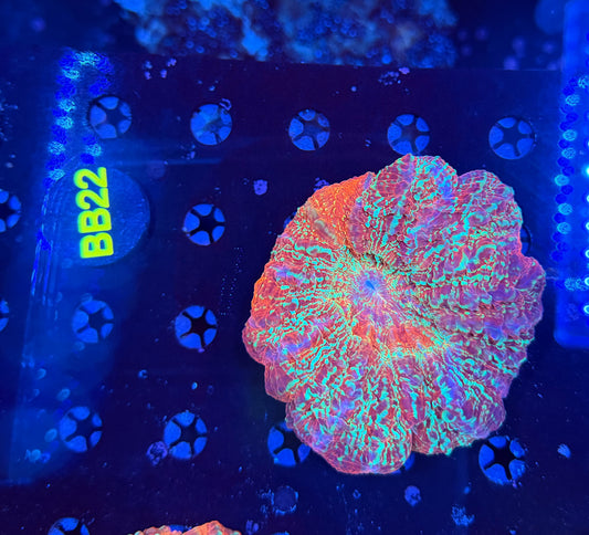 Premium rainbow acantho-BB22