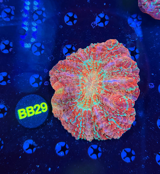 Premium rainbow acantho -BB29