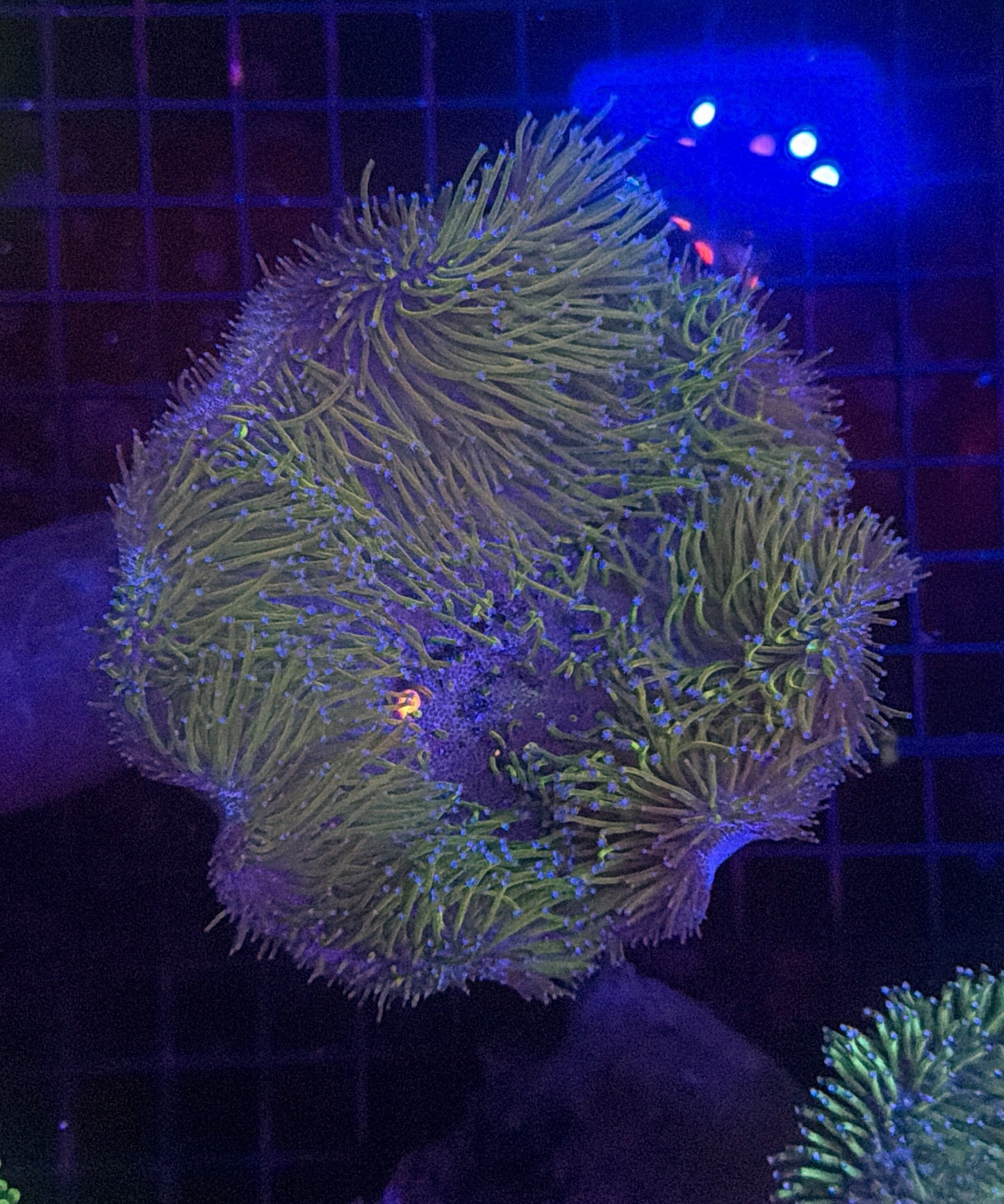Malay blue tip toadstool
