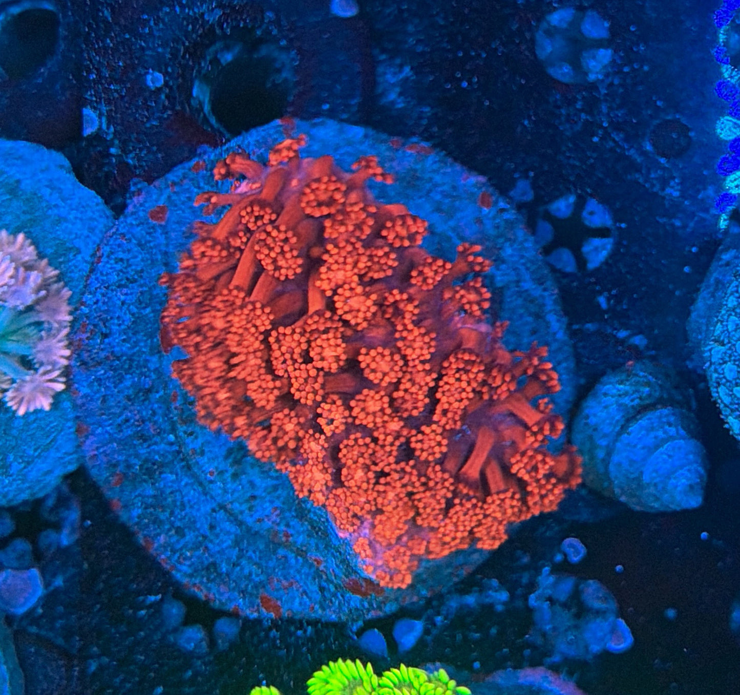 Red goni Colony