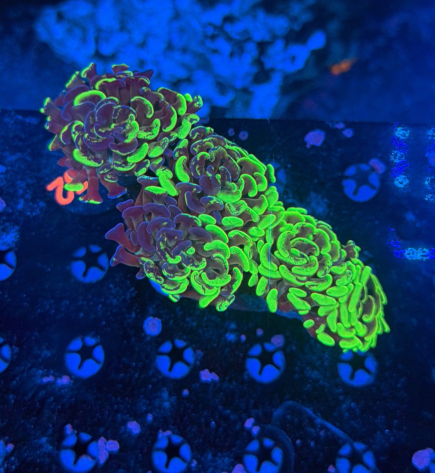 Indo  Hammer Colony