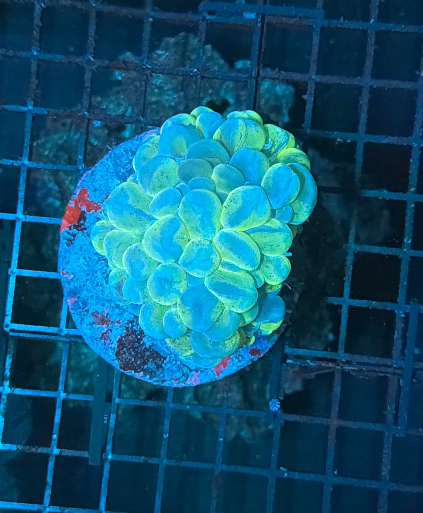 Bubble Coral