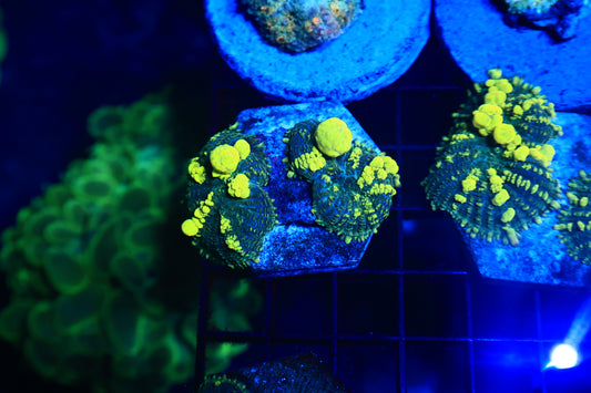 JCC Emerald Venom two shroom