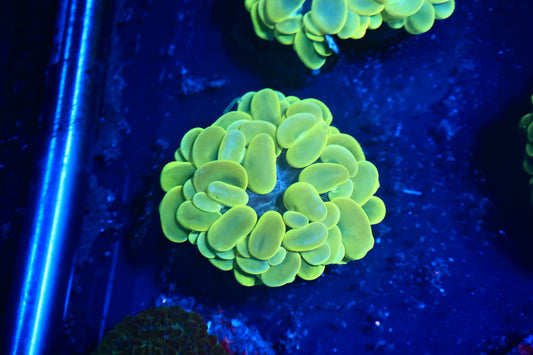 Bubble Coral