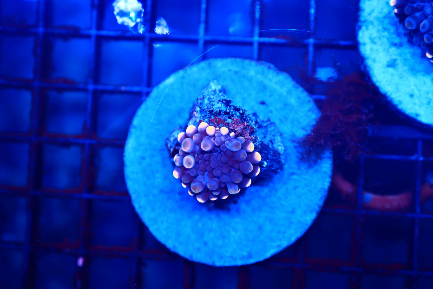 deep water yuma