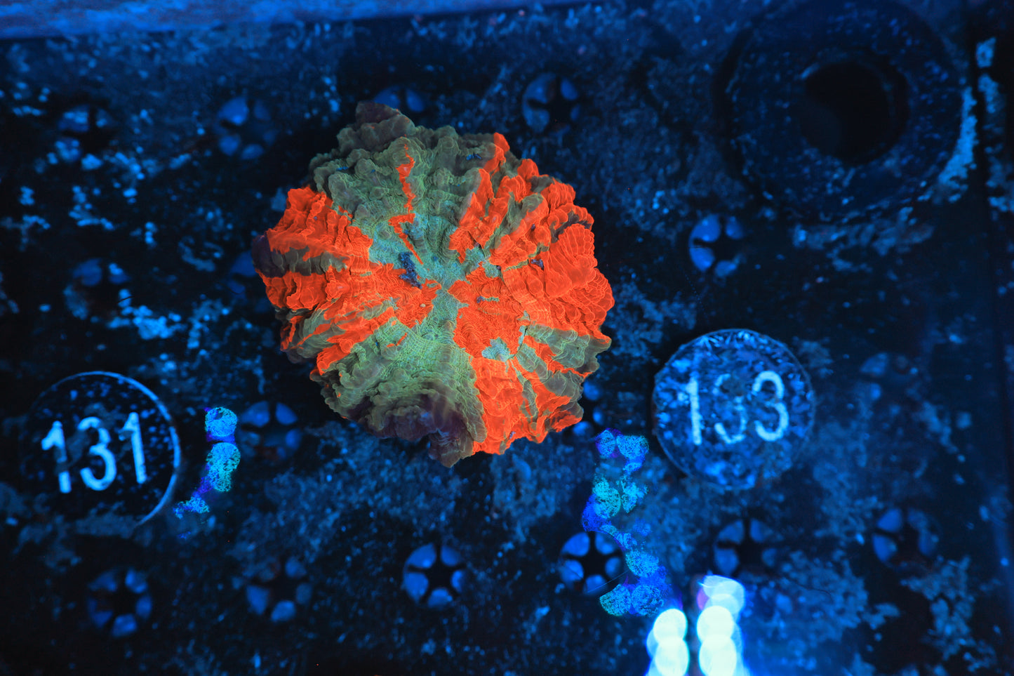 Rainbow acantho 133