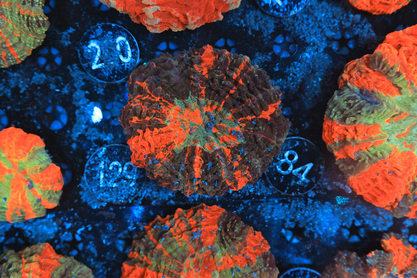 Rainbow acantho 84