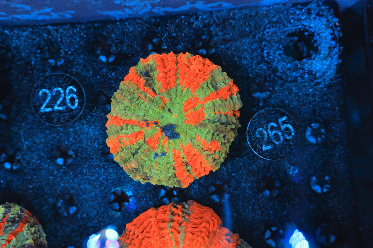 Rainbow acantho 265
