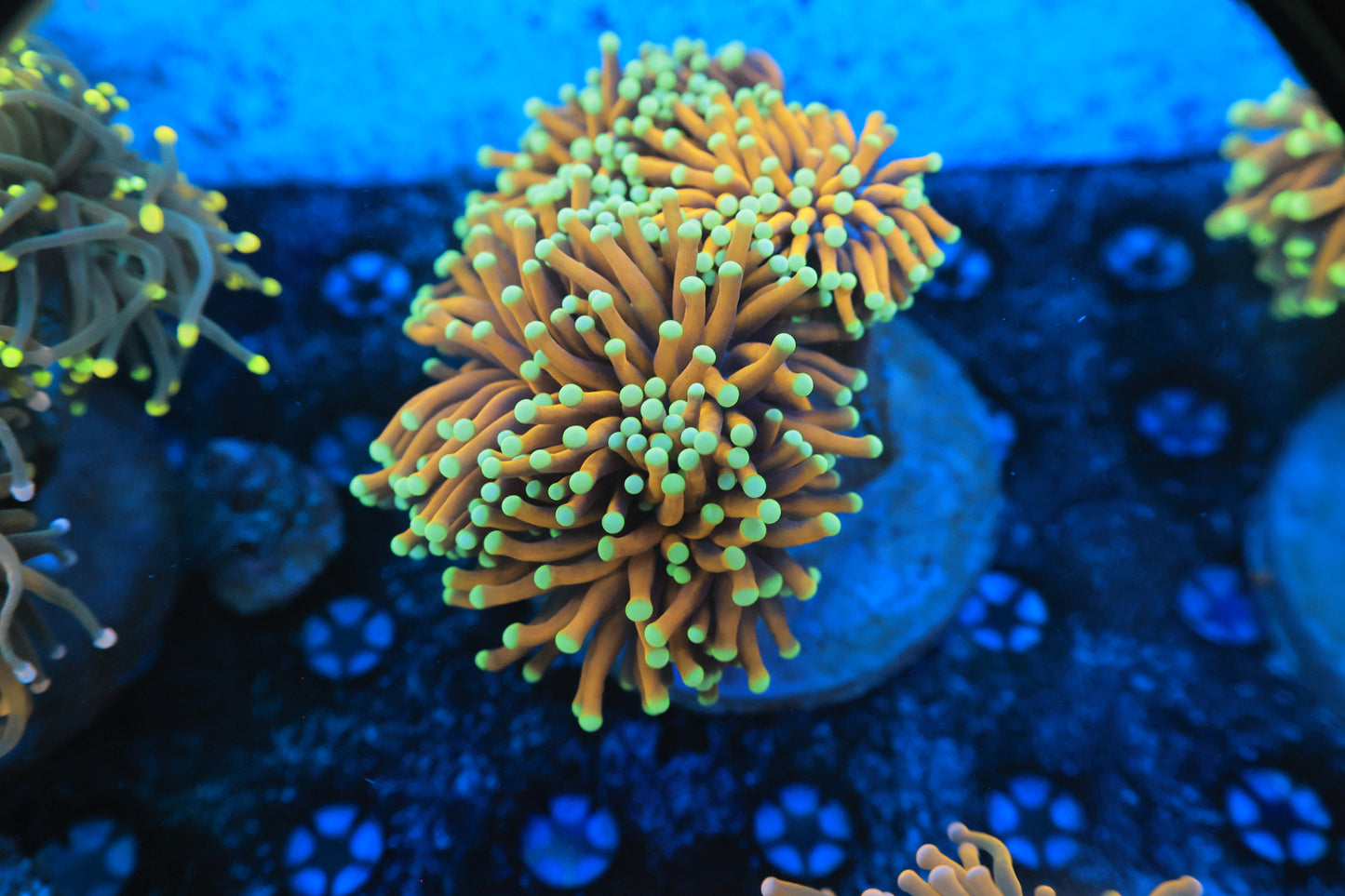 Malaysian Orange torch (PER HEAD NOT WYSIWYG)