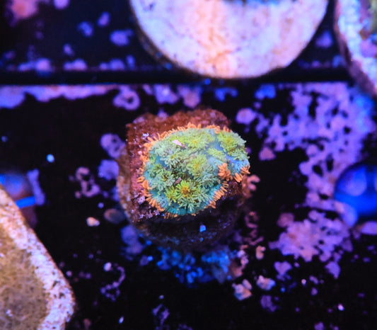 Rainbow Frank Mushroom-Ocean King Corals