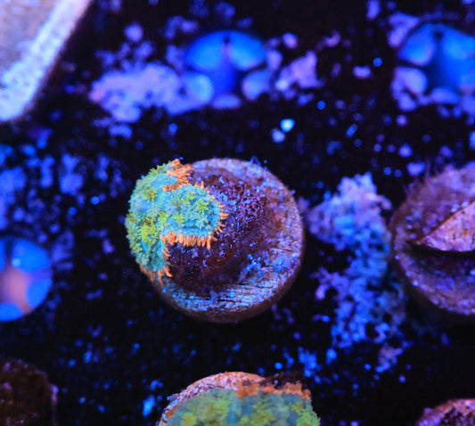 Rainbow Frank Mushroom-Ocean King Corals