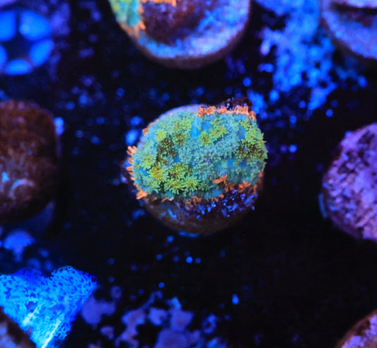 Rainbow Frank Mushroom-Ocean King Corals