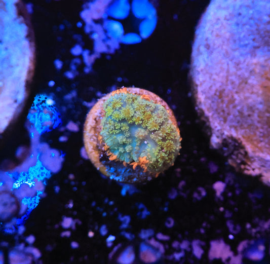 Rainbow Frank Mushroom-Ocean King Corals