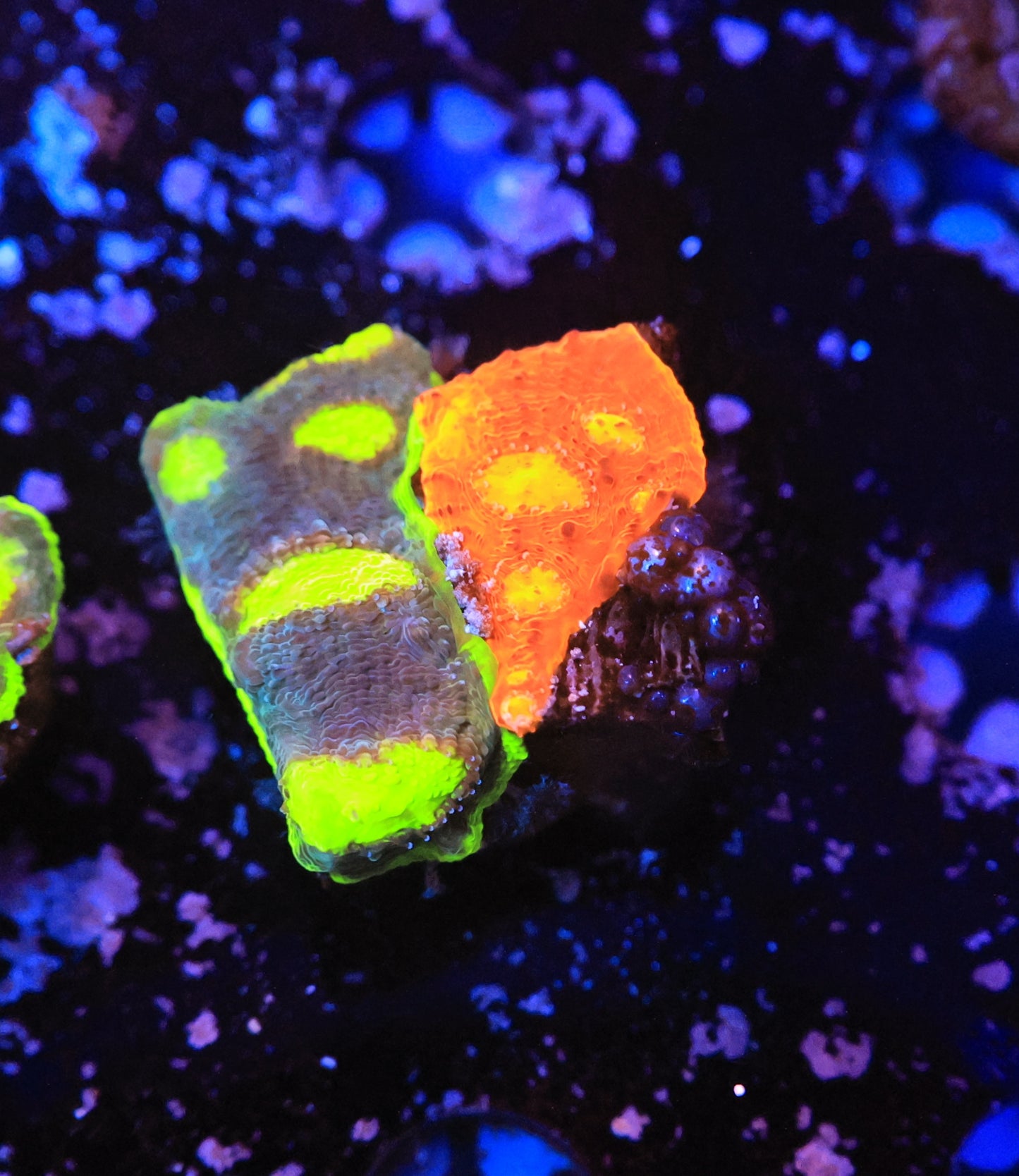 Rainbow Chalice-Ocean King Corals