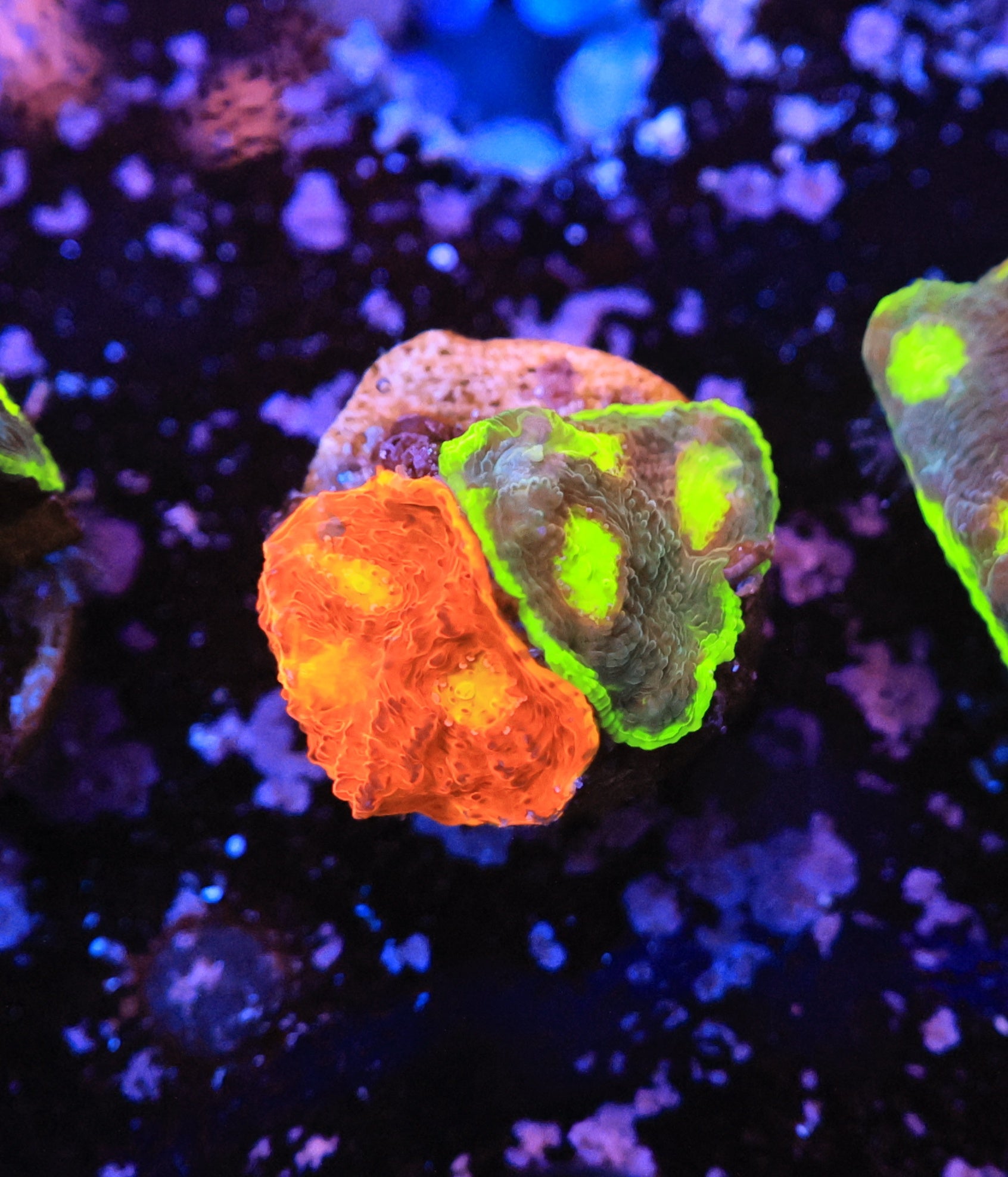 Rainbow Chalice-Ocean King Corals