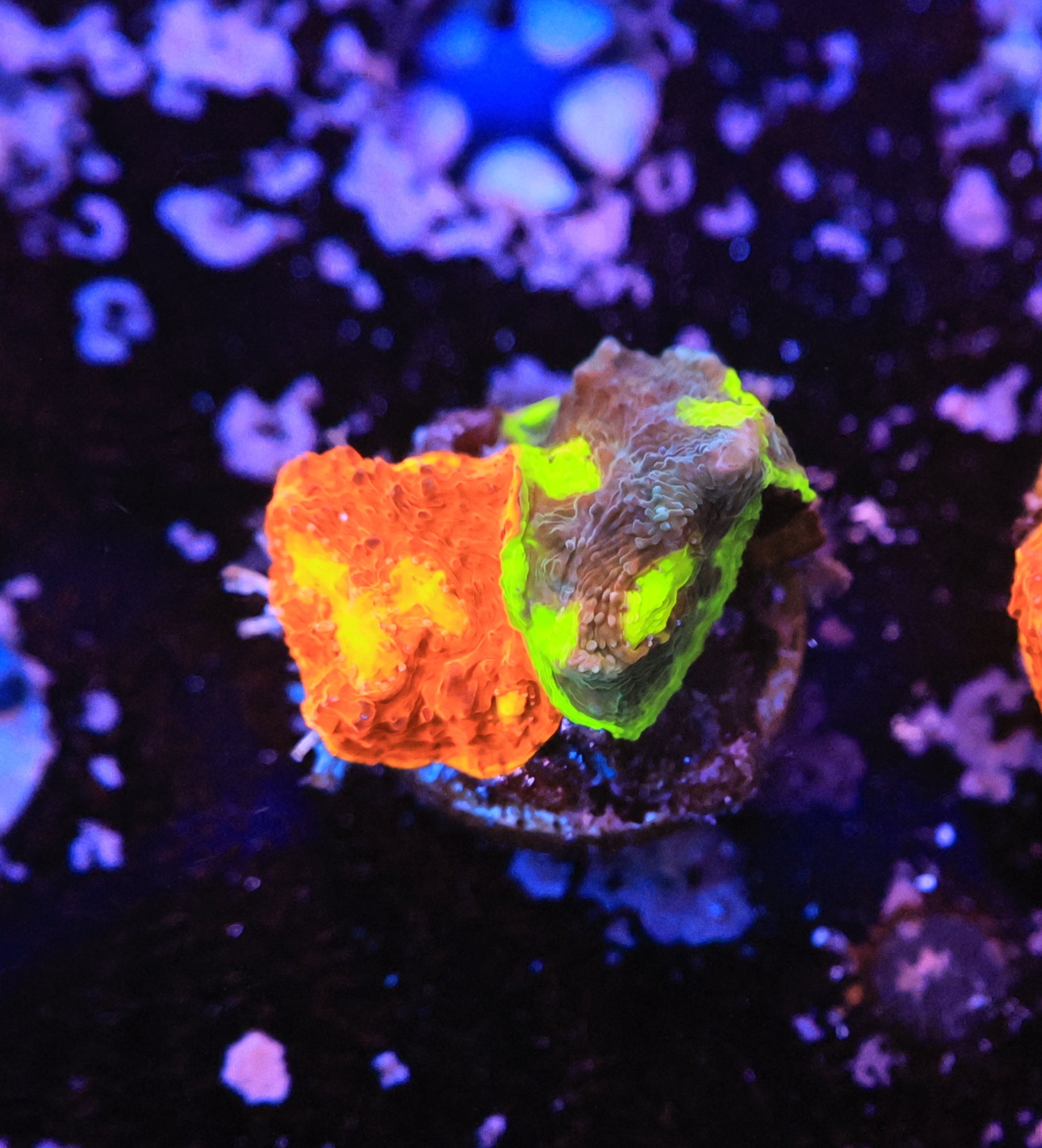 Rainbow Chalice-Ocean King Corals