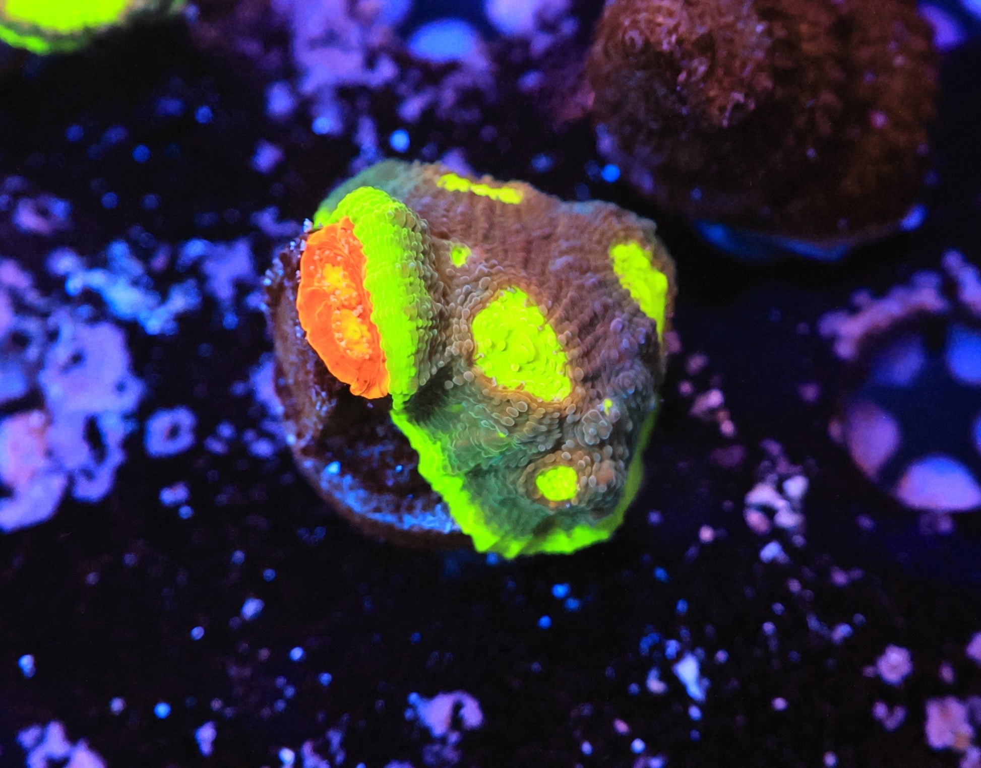 Rainbow Chalice-Ocean King Corals