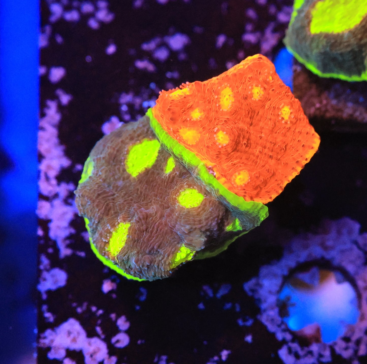 Rainbow Chalice-Ocean King Corals