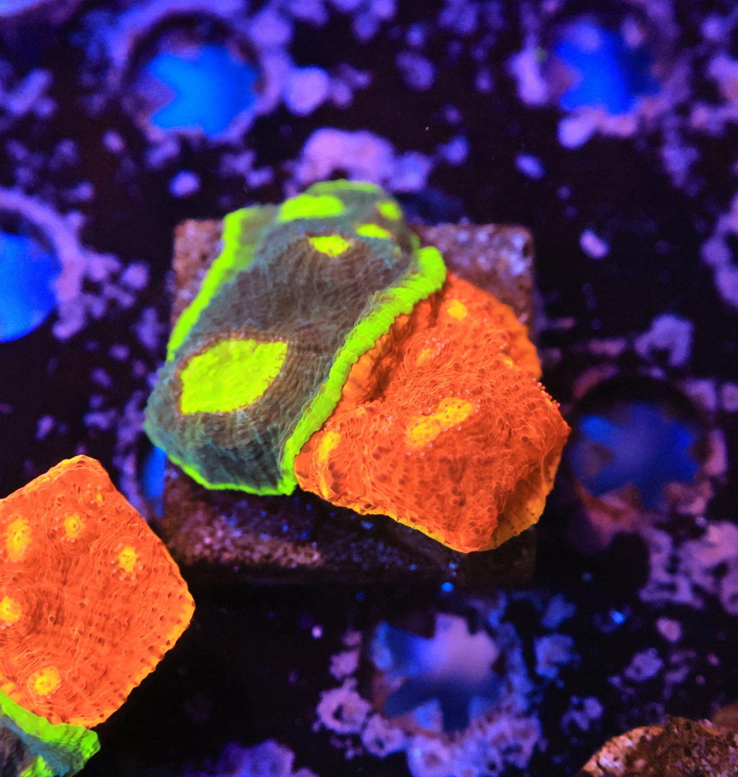 Rainbow Chalice-Ocean King Corals