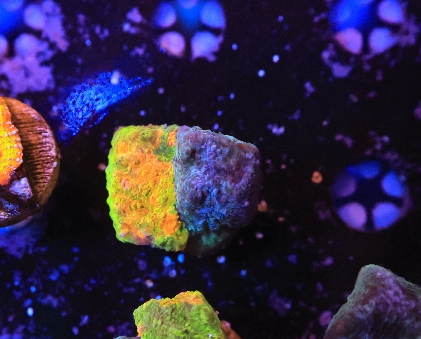 crayola meltdown-Ocean King Corals