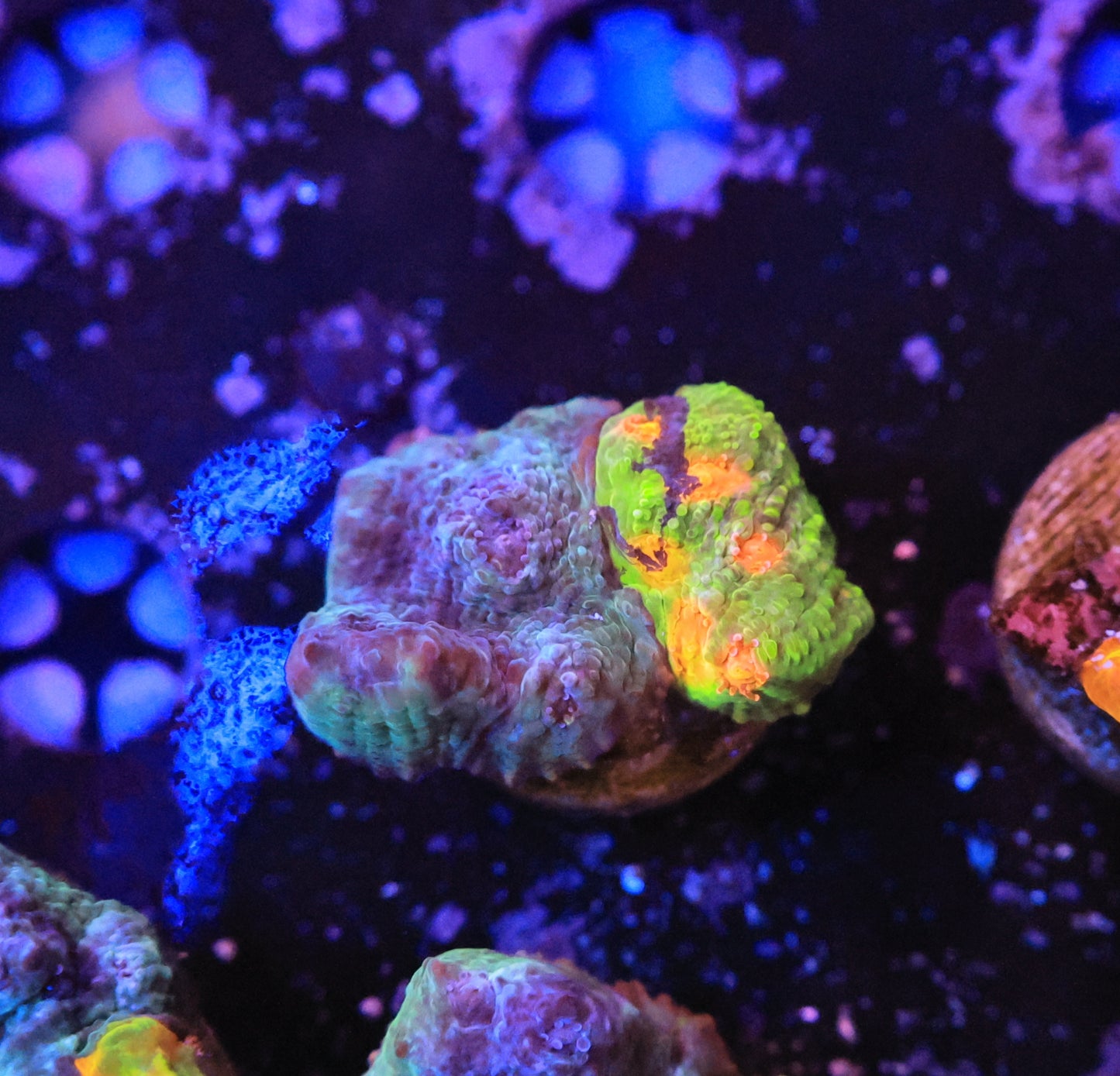 crayola meltdown-Ocean King Corals
