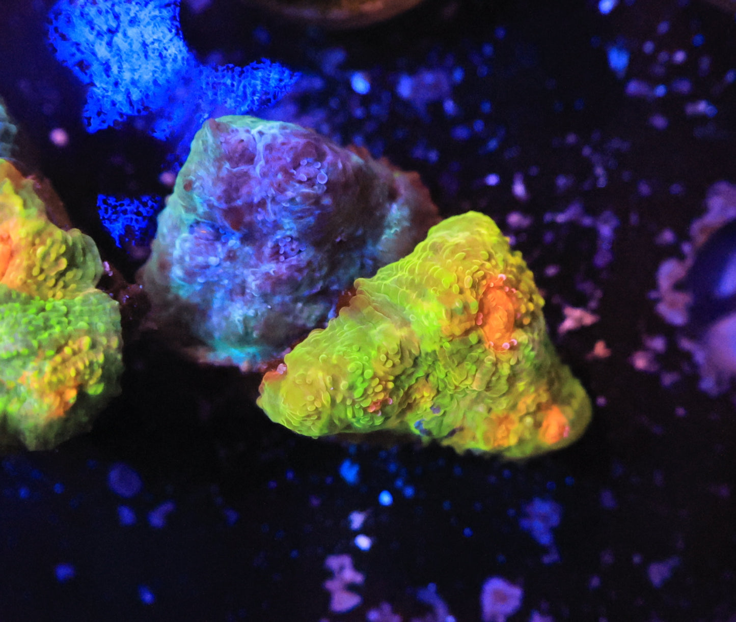 crayola meltdown-Ocean King Corals