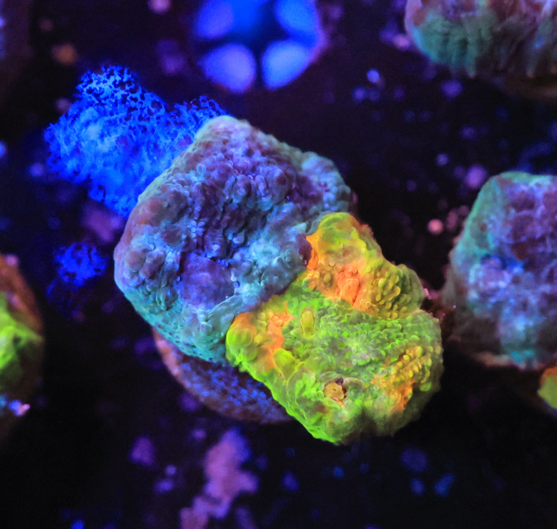 crayola meltdown-Ocean King Corals