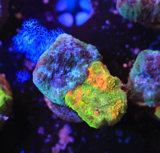 crayola meltdown-Ocean King Corals