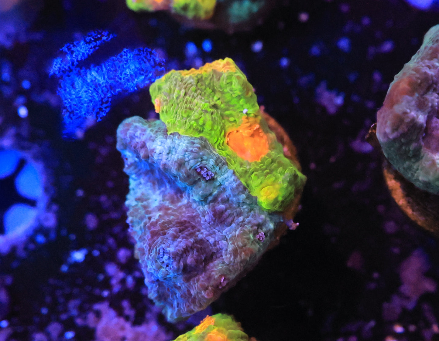 crayola meltdown-Ocean King Corals