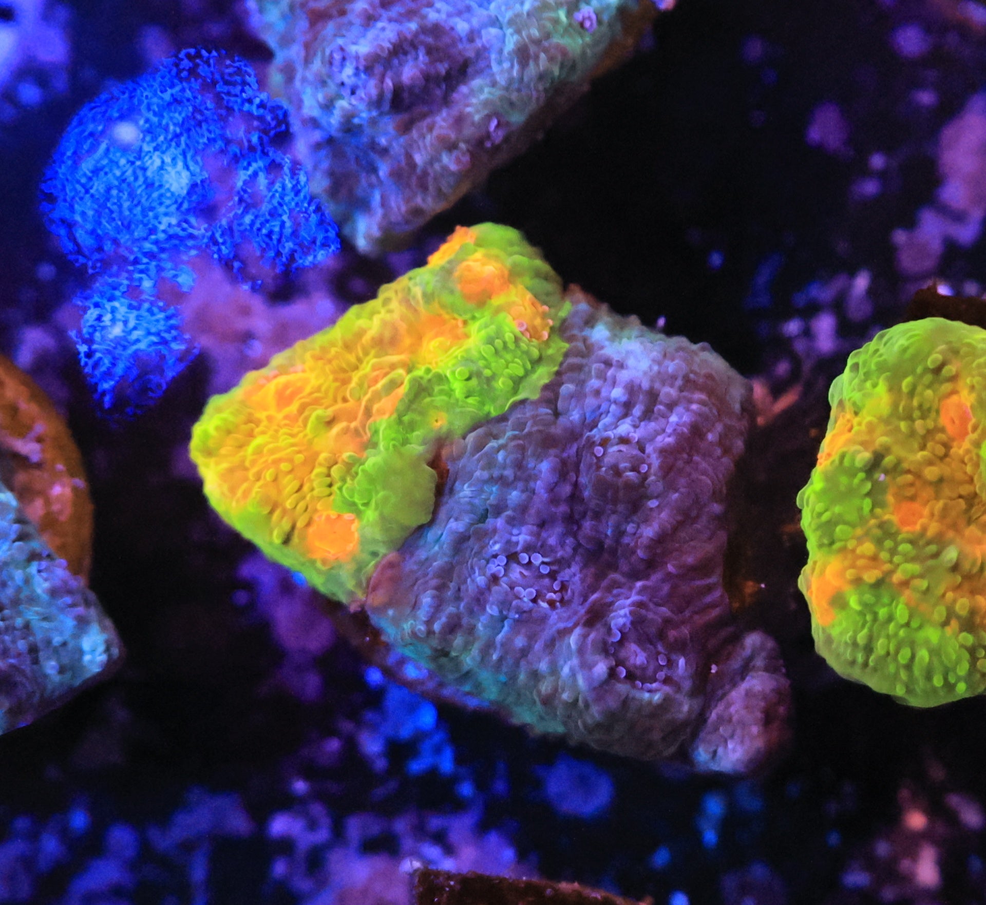 crayola meltdown-Ocean King Corals