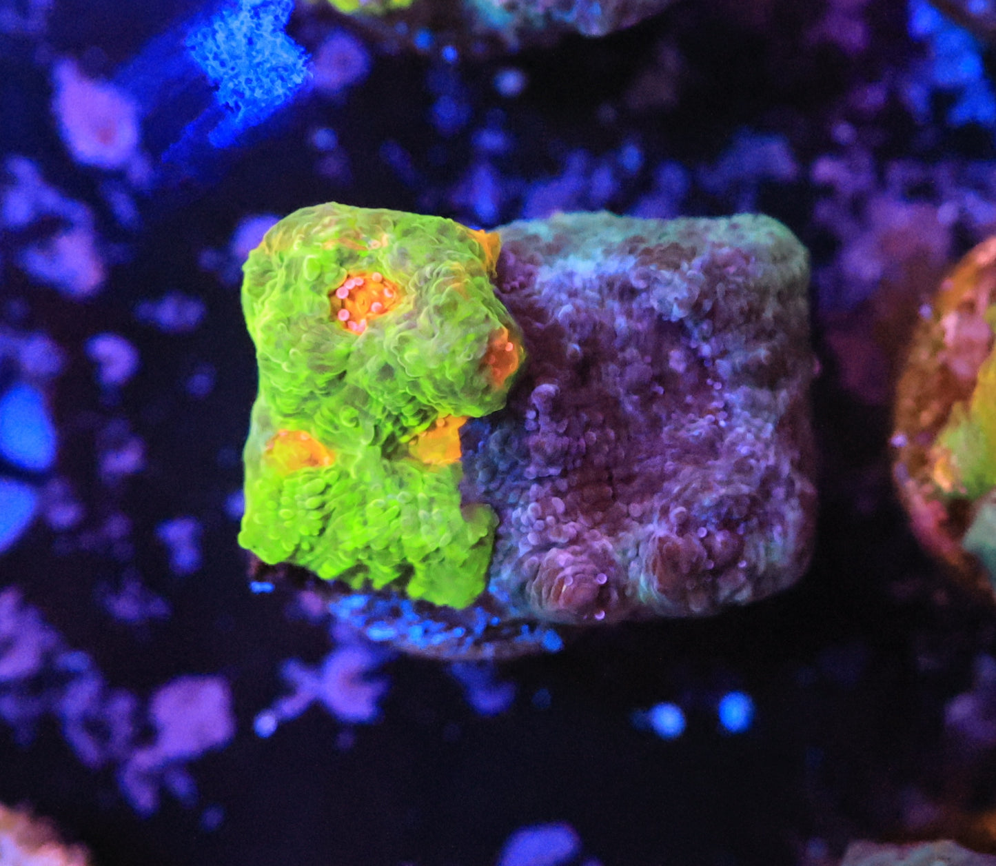 crayola meltdown-Ocean King Corals