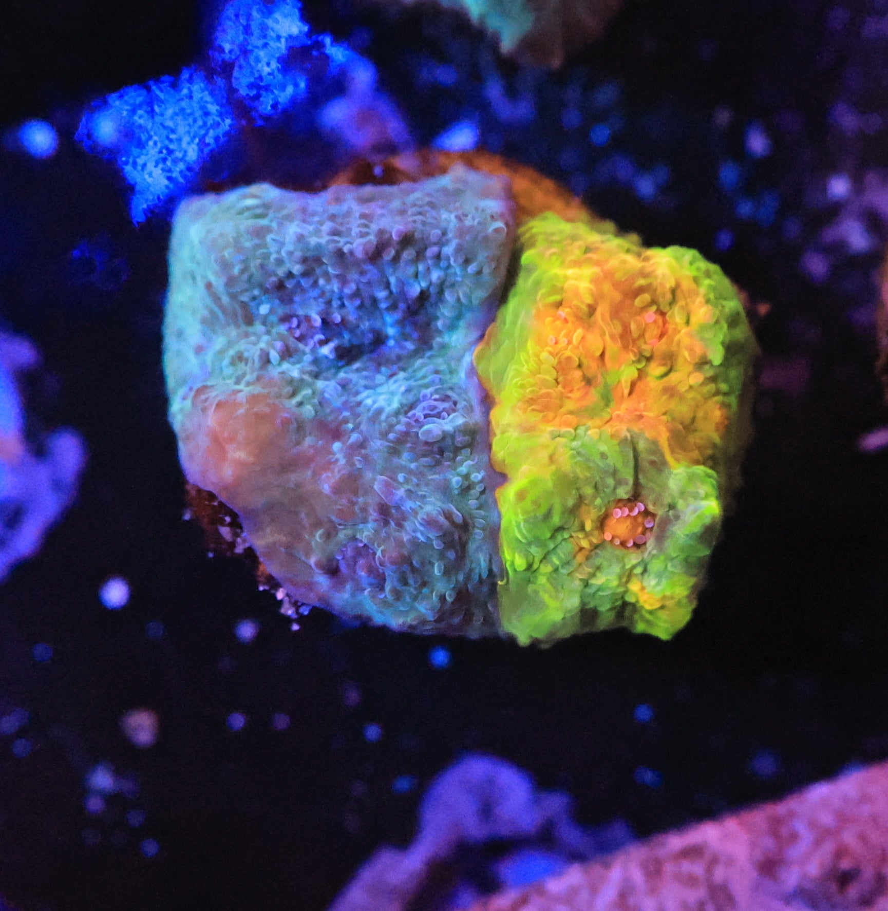 crayola meltdown-Ocean King Corals