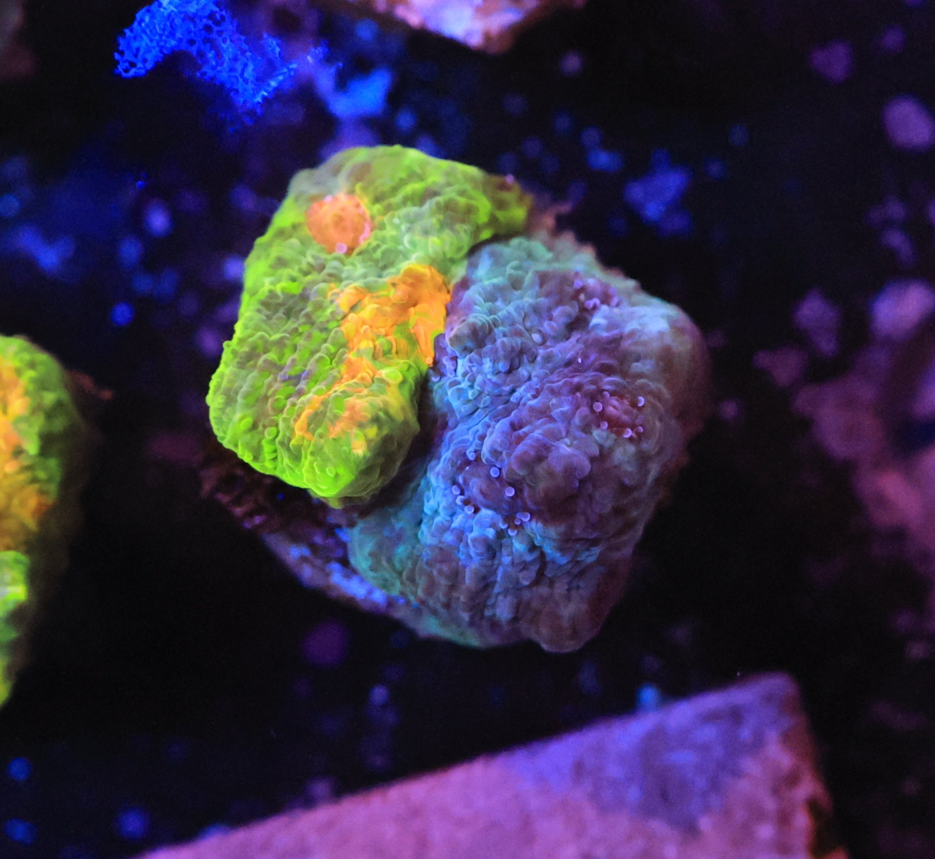 crayola meltdown-Ocean King Corals