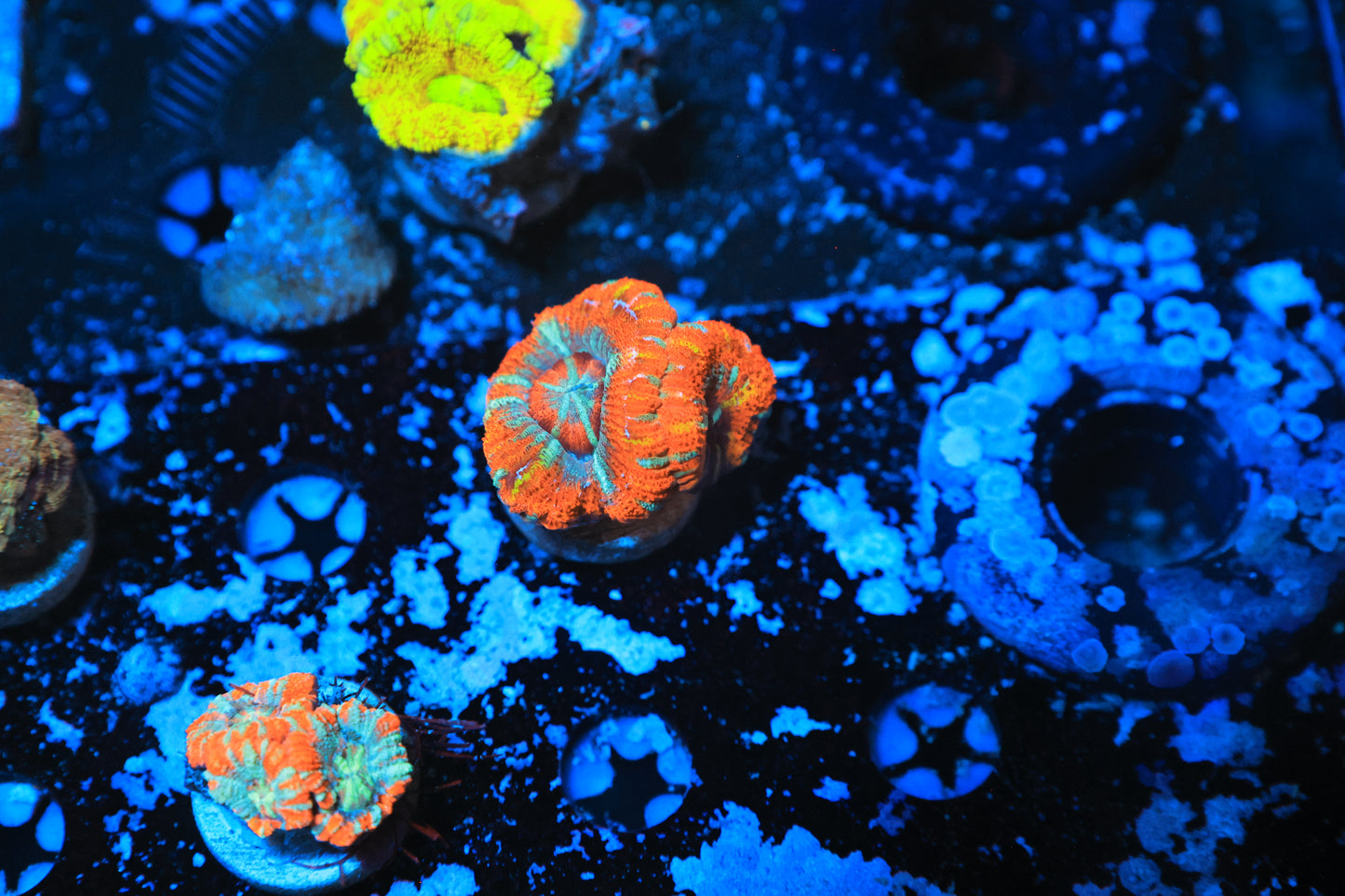 Asian acan-Ocean King Corals