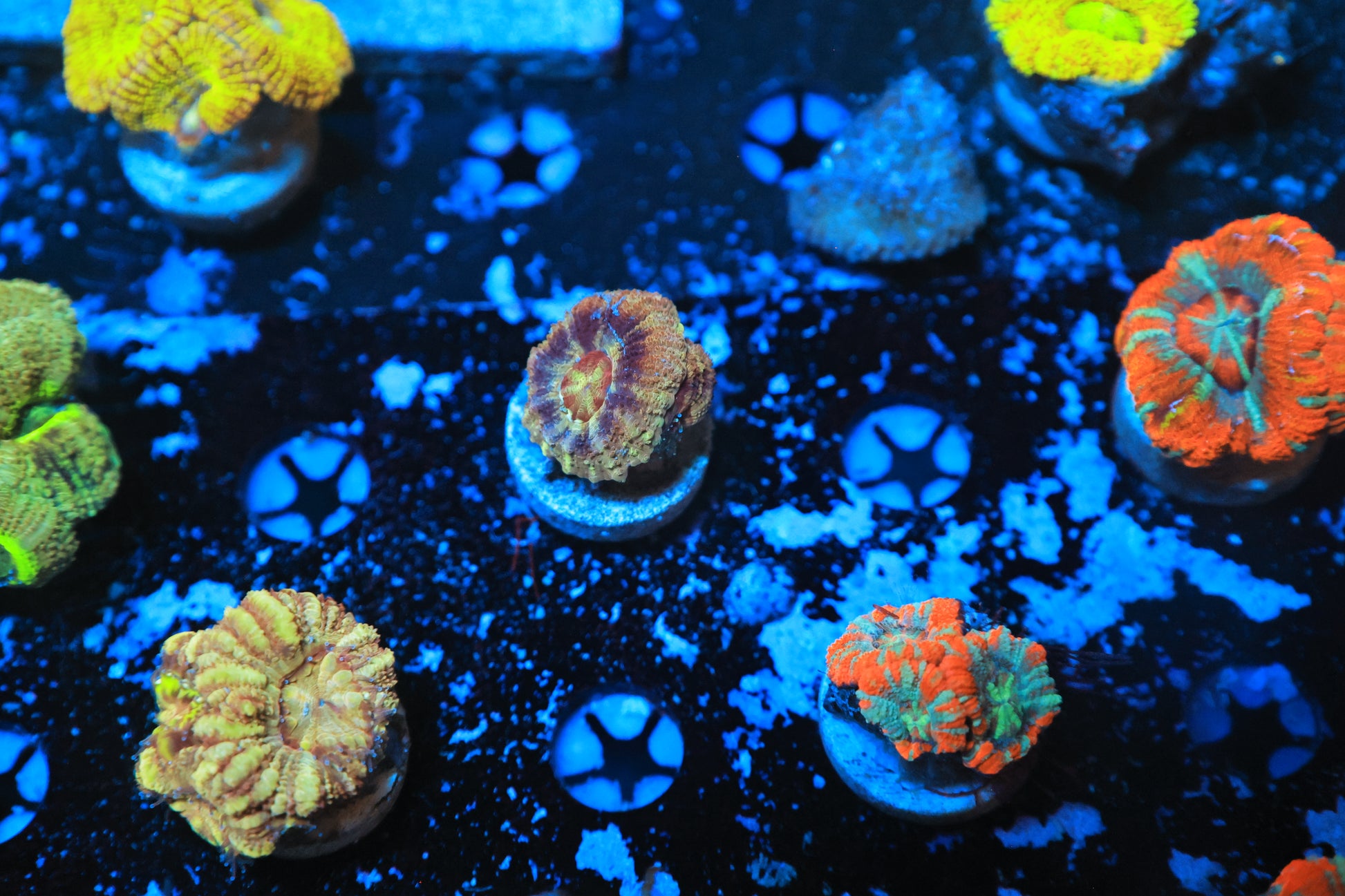 Asian acan-Ocean King Corals