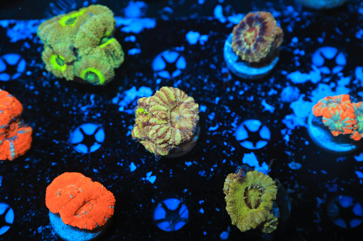 Asian acan-Ocean King Corals