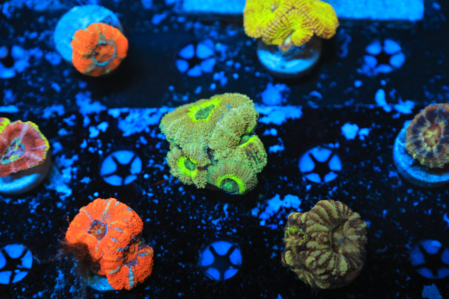 Asian acan-Ocean King Corals