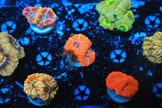 Asian acan-Ocean King Corals